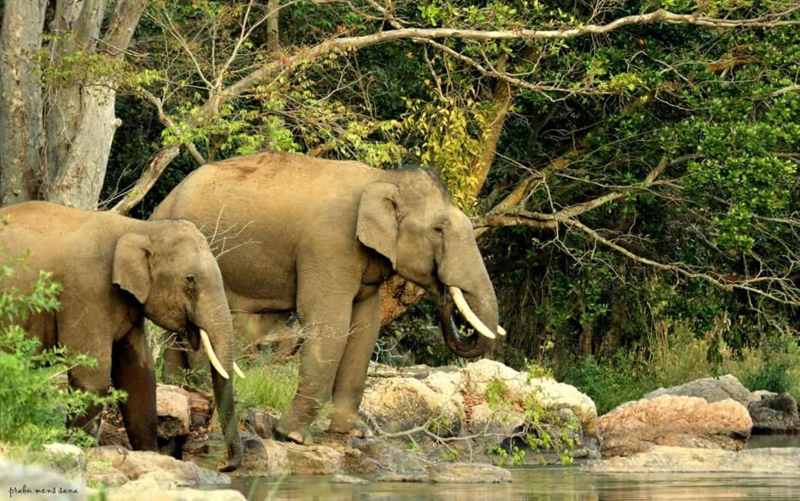 Kerala Wild Stay Kanthalloor Εξωτερικό φωτογραφία