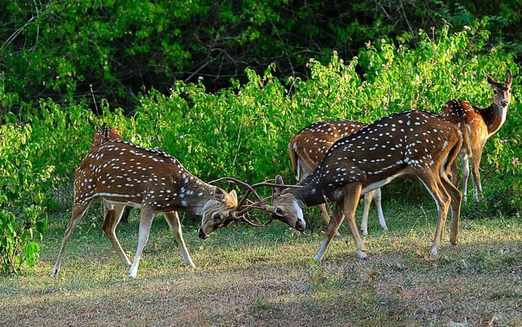 Kerala Wild Stay Kanthalloor Εξωτερικό φωτογραφία